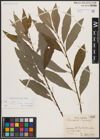 Foto von Salix caprea L.